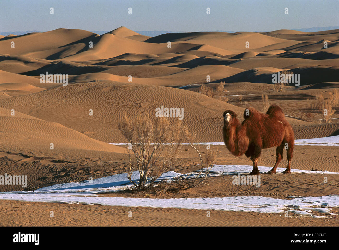 Bactrian Camel (Camelus bactrianus) in winter, Gobi Desert, Mongolia ...