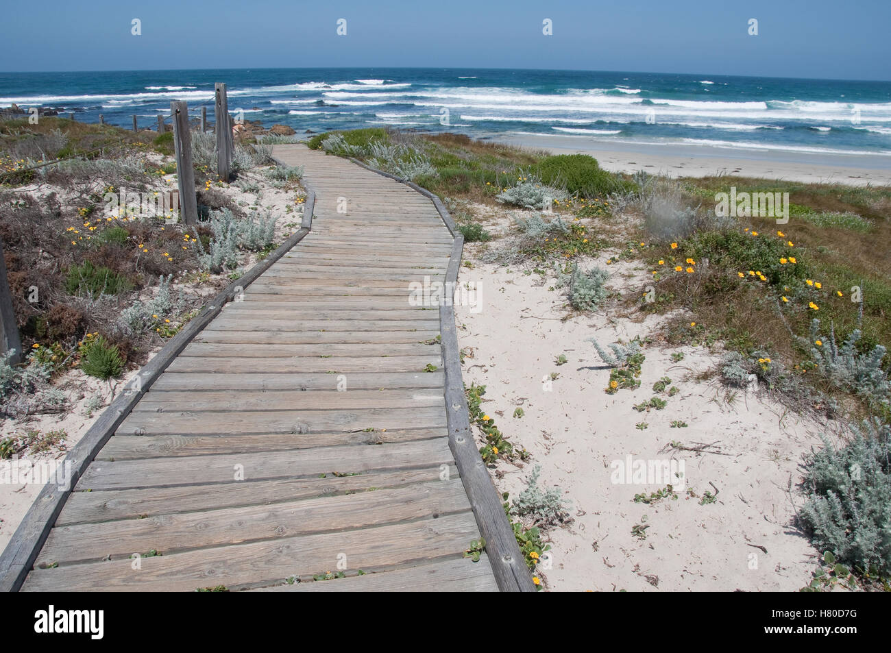 Boardwalk Through Coastal Dunes Asilomar State Beach Pacific Grove Boardwalk Through Coastal Dunes Asilomar State Beach Pacific Grove