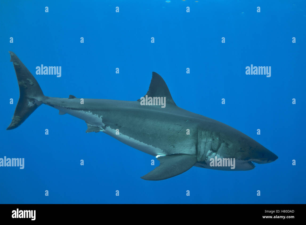 Great White Shark (Carcharodon carcharias) female with scars on head