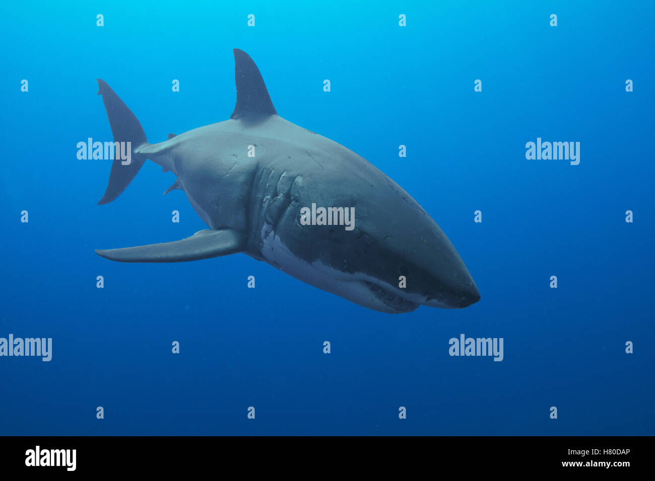 Great White Shark (Carcharodon carcharias) female with scars on head