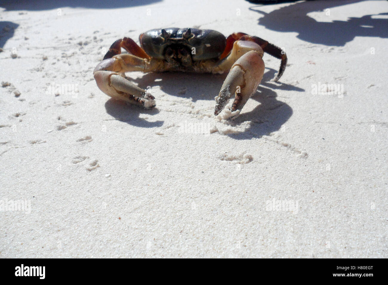 Chicken Crab on the beach of Koh Tachai Island,Phang Nga ,Thailand Stock Photo