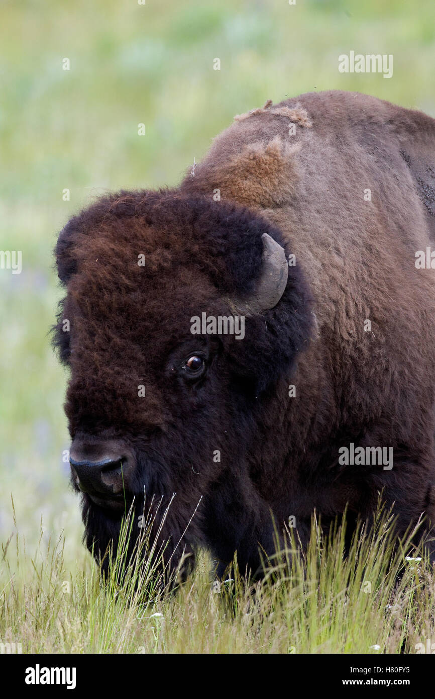 American Bison (Bison bison) bull in defensive posture, National Bison Range, Moise, Montana