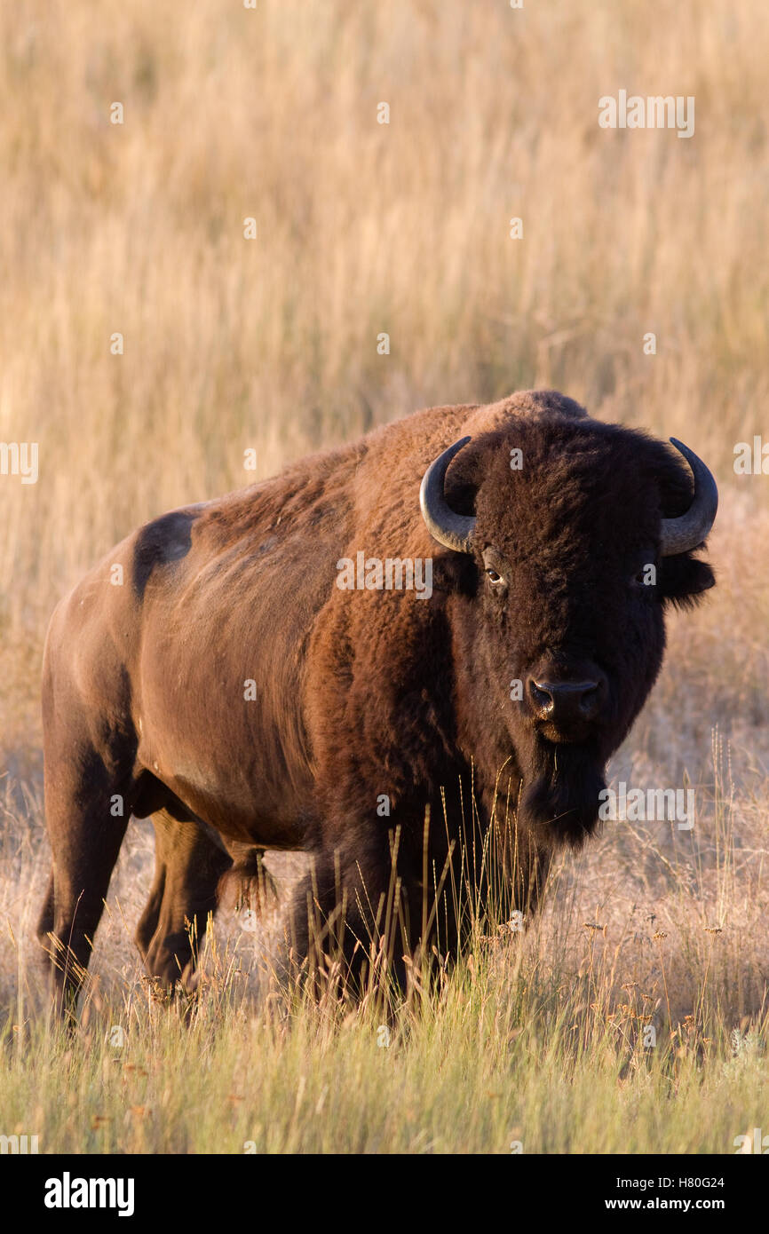 American Bison (Bison bison) bull, National Bison Range, Moise, Montana