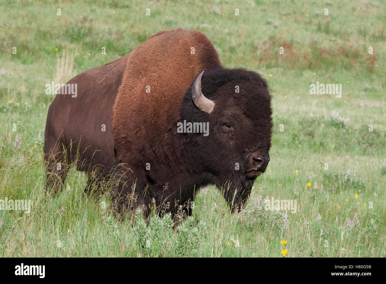 American Bison (Bison bison) bull, National Bison Range, Moise, Montana