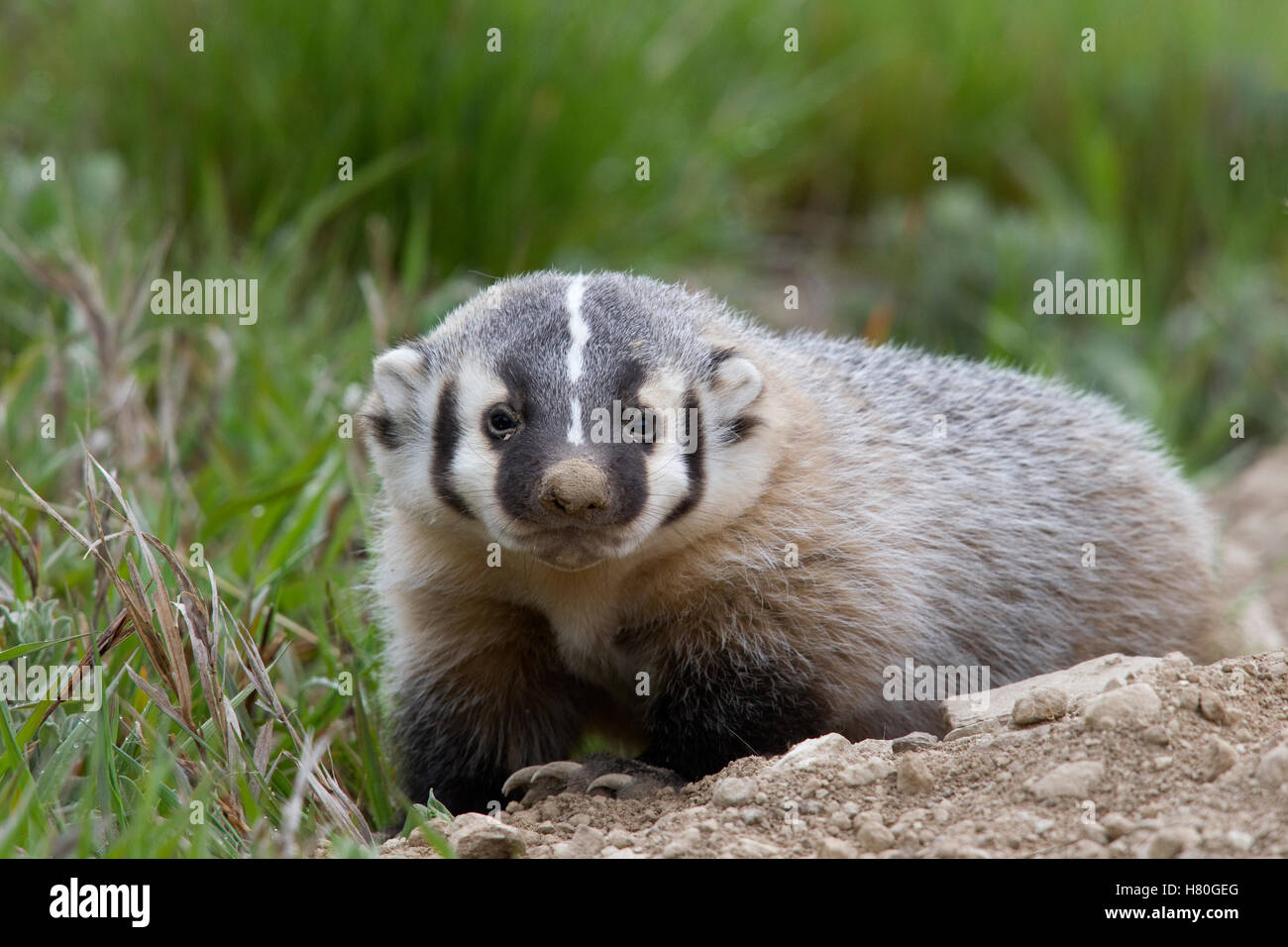 American Badger (Taxidea taxus) kit, National Bison Range, Moise ...