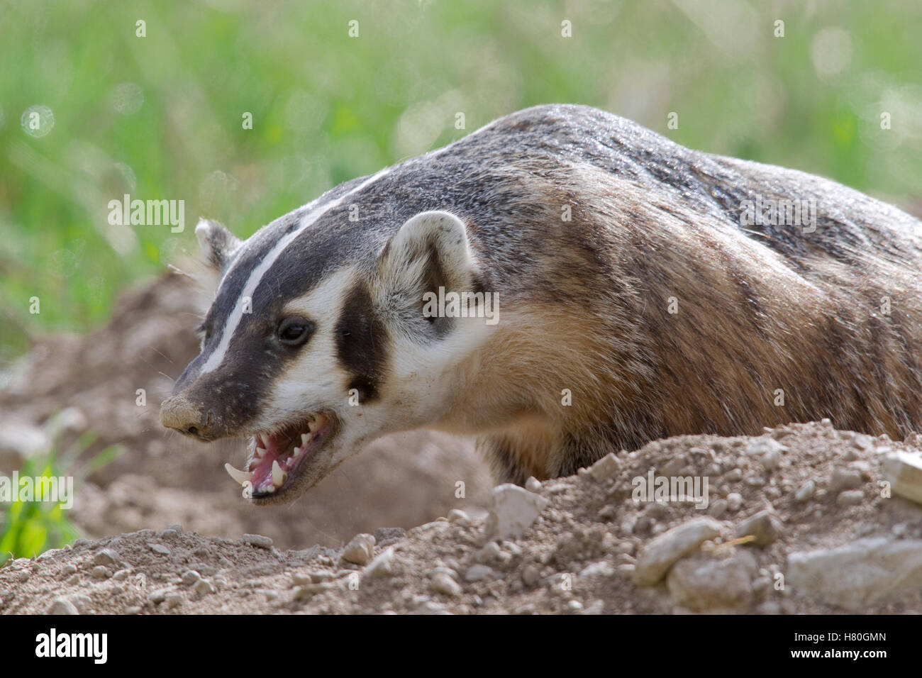 American Badger (Taxidea taxus) panting, National Bison Range, Moise ...