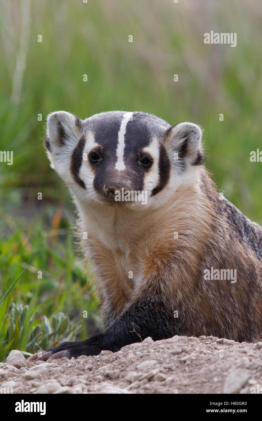 American Badger (Taxidea taxus), National Bison Range, Moise, Montana ...