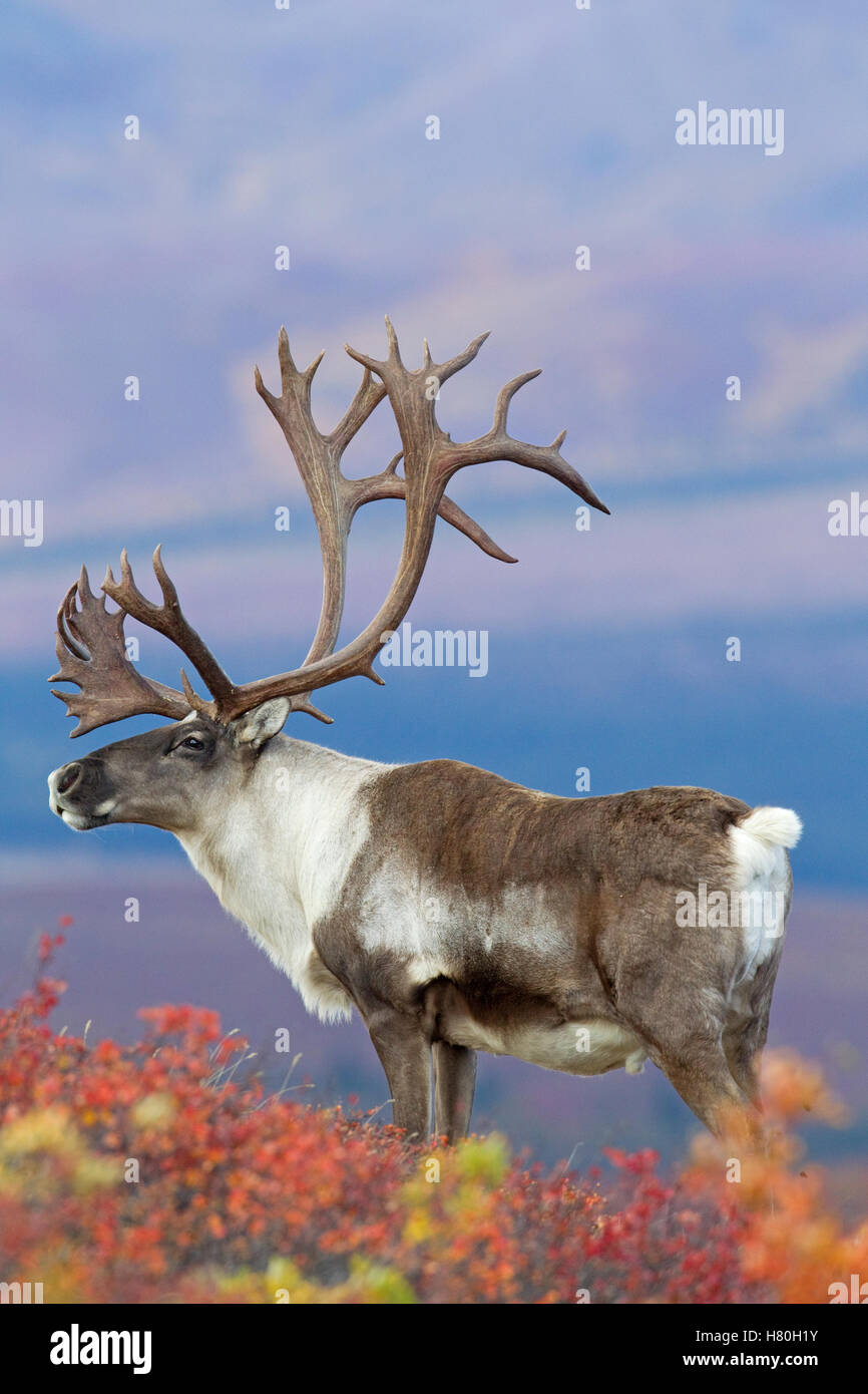 Caribou (Rangifer tarandus) bull on fall colored tundra, Denali National Park, Alaska Stock Photo
