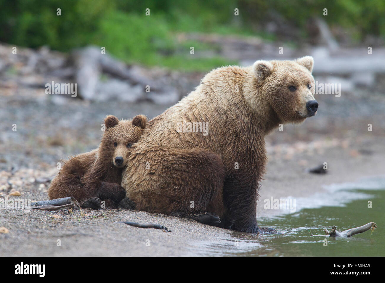 Grizzly Bear (Ursus arctos horribilis) cub leaning against mother ...