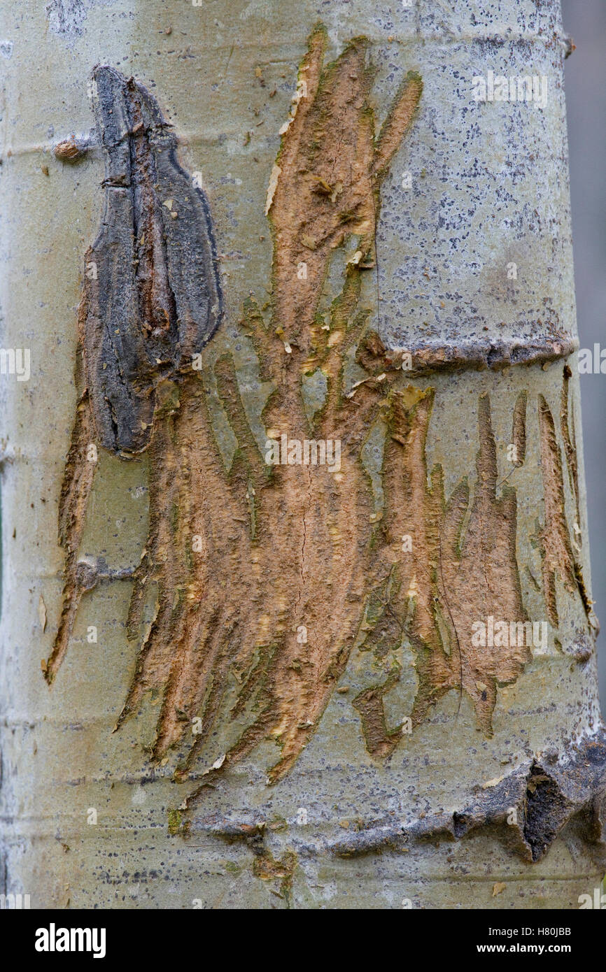 Elk (Cervus elaphus) antler scrape on Cottonwood (Populus sp) trunk ...