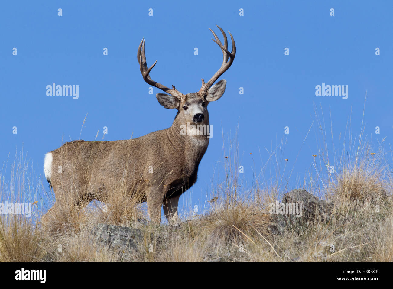 Mule Deer (Odocoileus hemionus) buck, National Bison Range, Moise, Montana Stock Photo