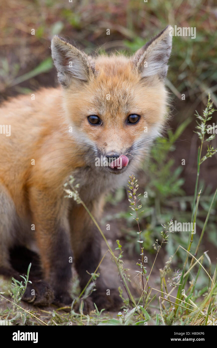 Red Fox (Vulpes vulpes) pup licking its nose, Mission Valley, western Montana Stock Photo