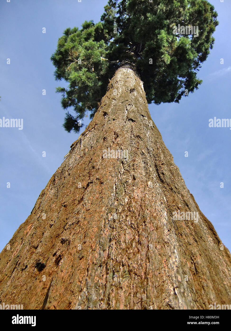 tall pine tree Stock Photo
