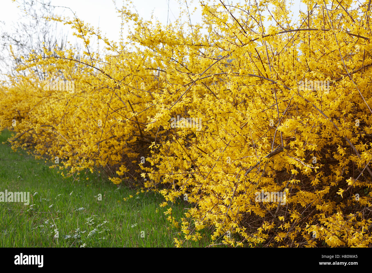 Forsythia, yellow spring flowers hedge and green grass Stock Photo Alamy