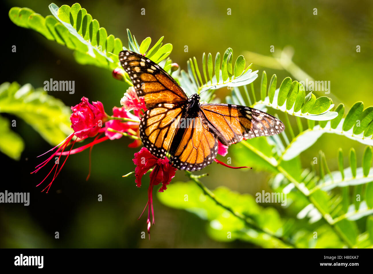 Monarch butterfly (Danaus plexippus) in the Waimea Valley on Oahu