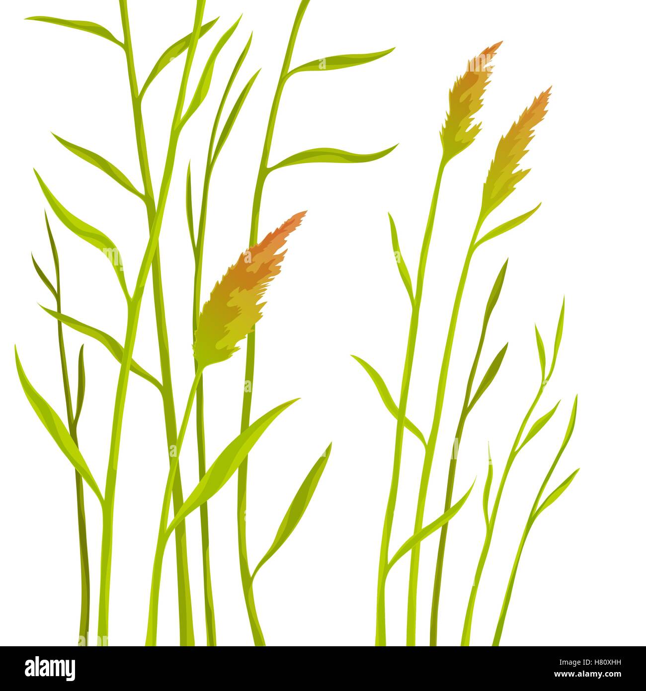Reed land Stock Vector Images - Alamy