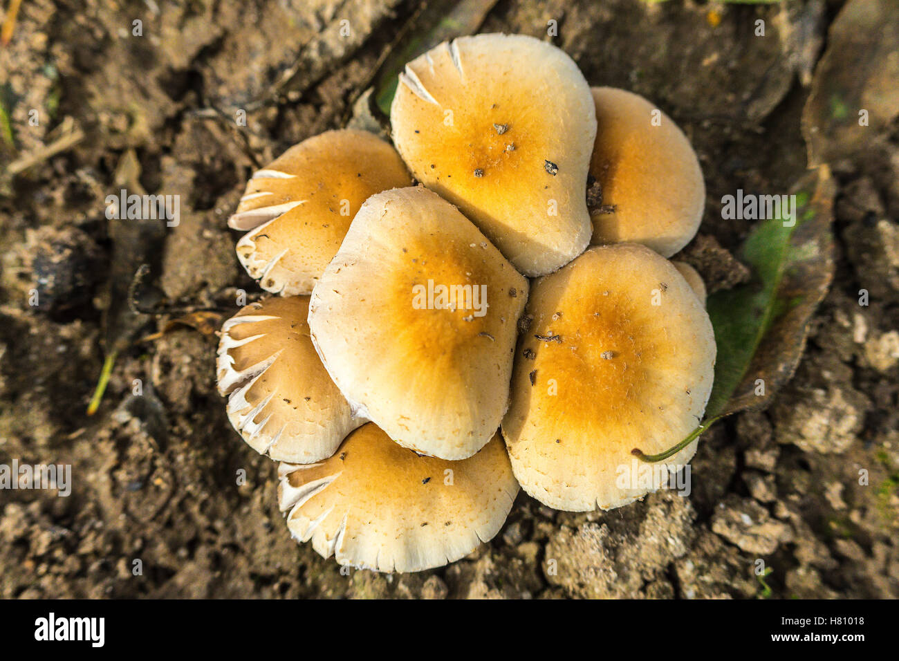 A group of mushrooms (unidentified) in an Almond orchard in the California San Joaquin Valley USA in the fall of 2016 Stock Photo