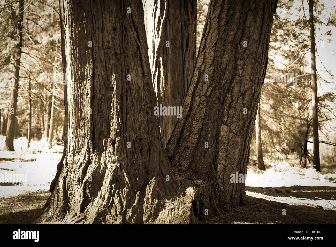 Incense Cedar and Ponderosa Pine in the fall of 2016 at Yosemite