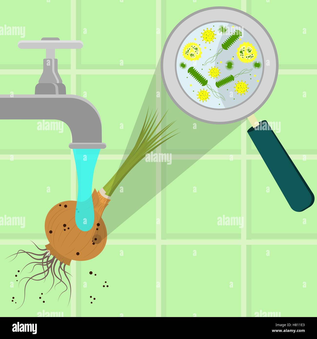 Contaminated onion being cleaned and washed in a kitchen. Microorganisms, virus and bacteria in the vegetable enlarged by a magn Stock Vector