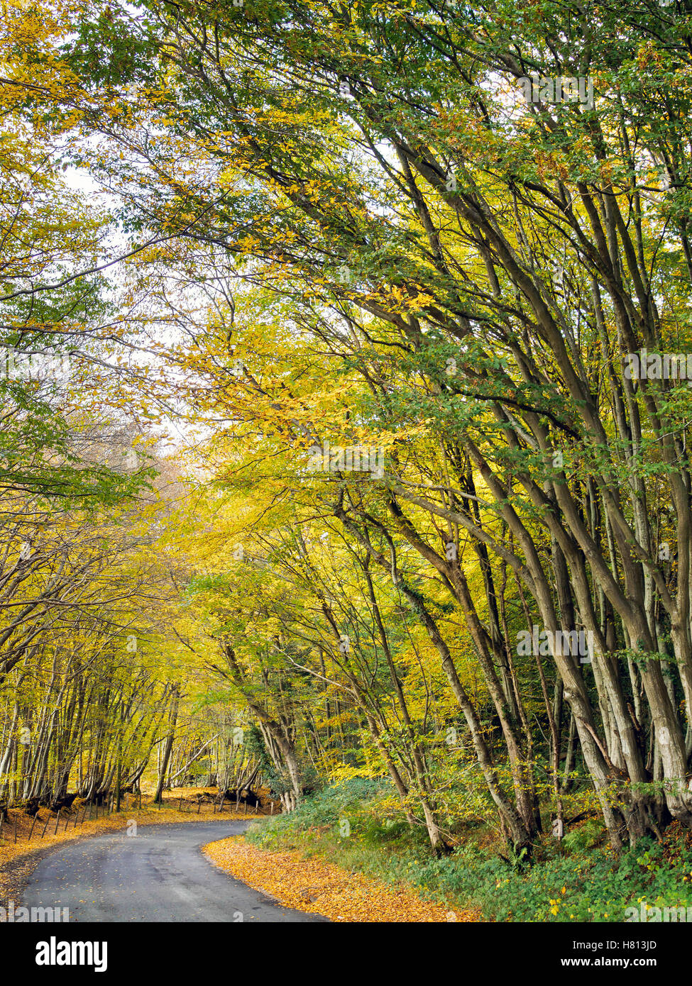 Autumnal Scene in the Sussex Countryside Stock Photo