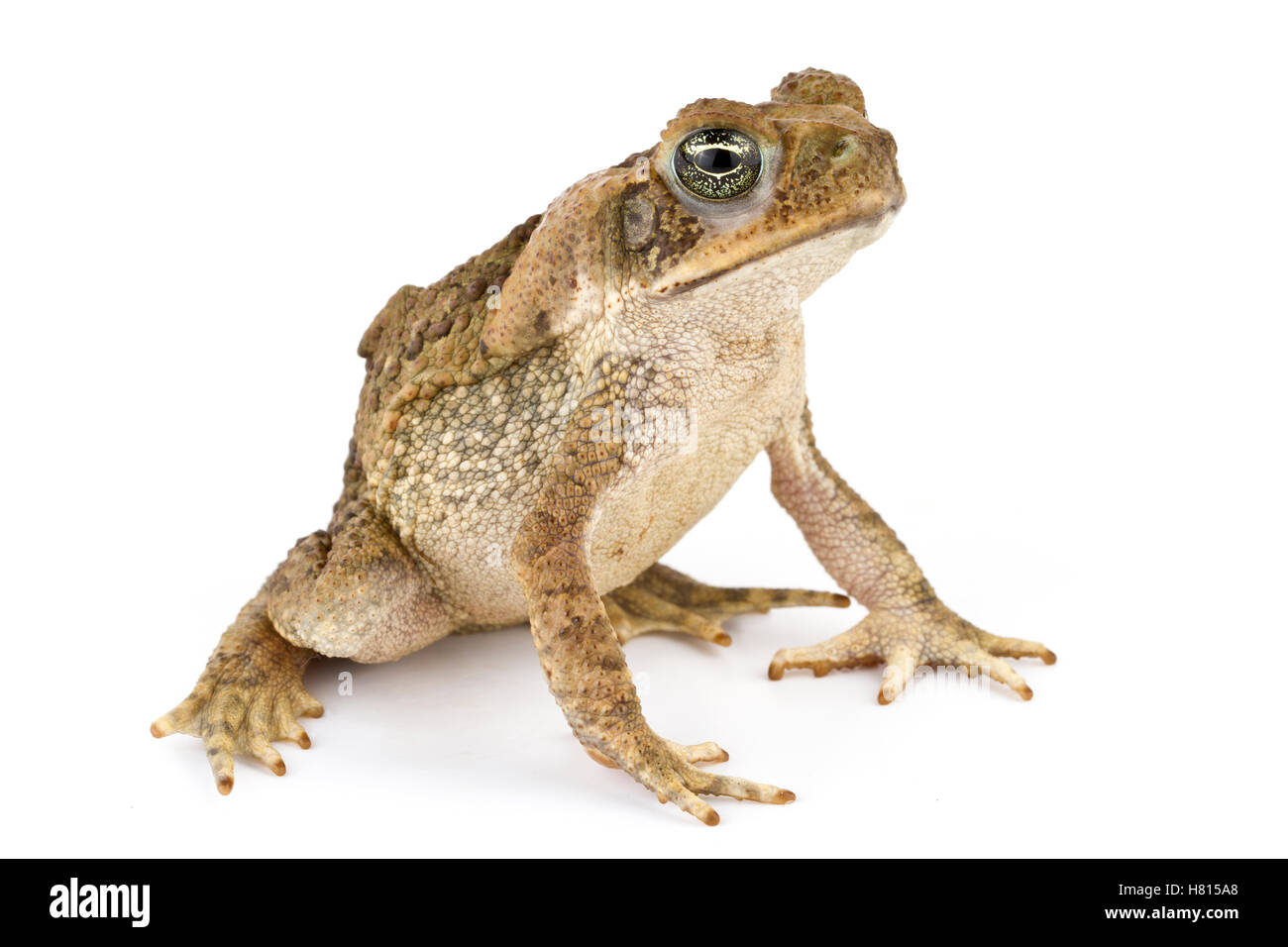 Cane Toad (Bufo marinus), La Selva Biological Research Station, Heredia ...