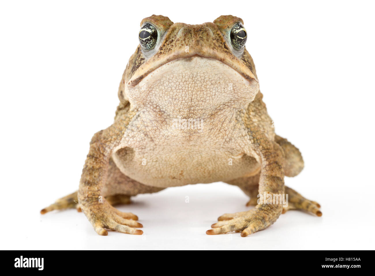 Cane Toad (Bufo marinus), La Selva Biological Research Station, Heredia ...