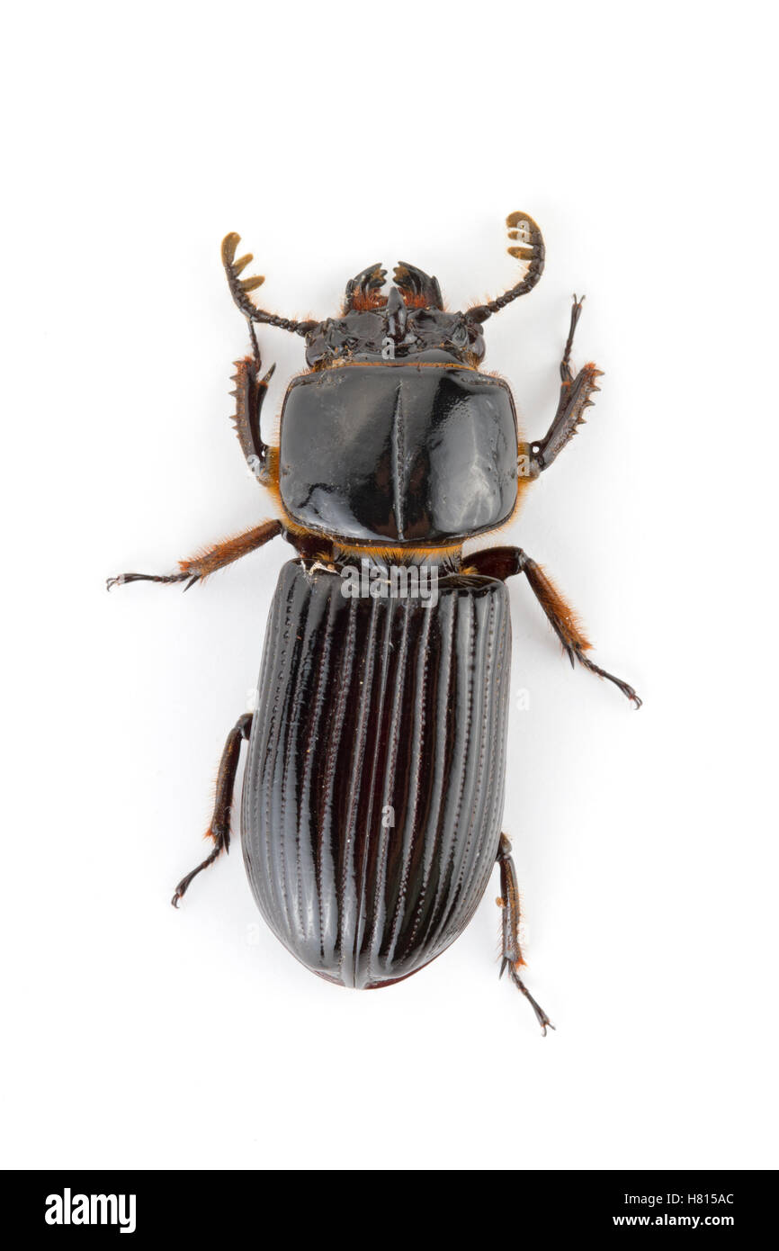 Bess Beetle (Passalidae), La Selva Biological Research Station, Heredia