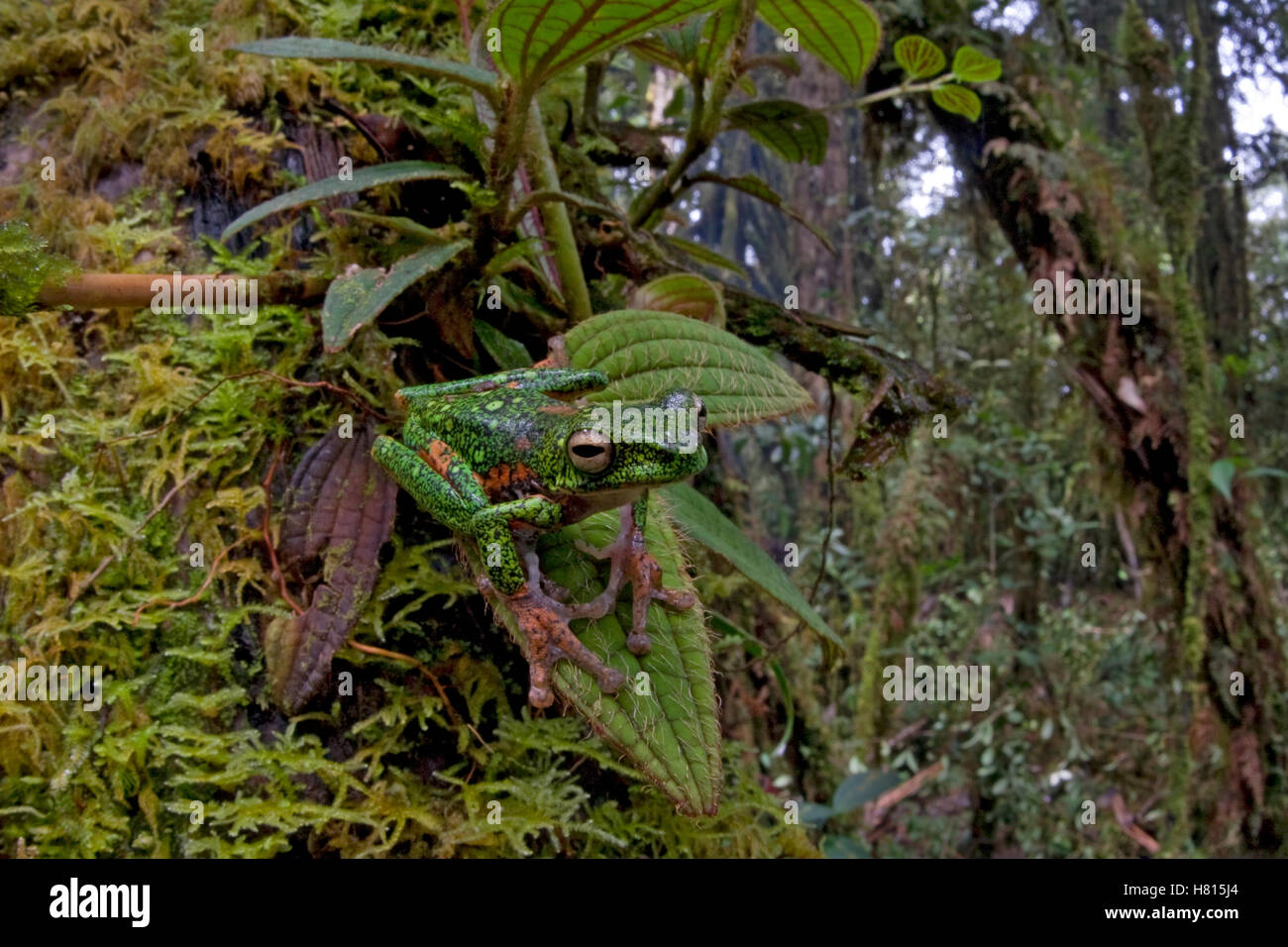 Australasian Tree Frog (Litoria sp) camouflaged in rainforest, Muller ...