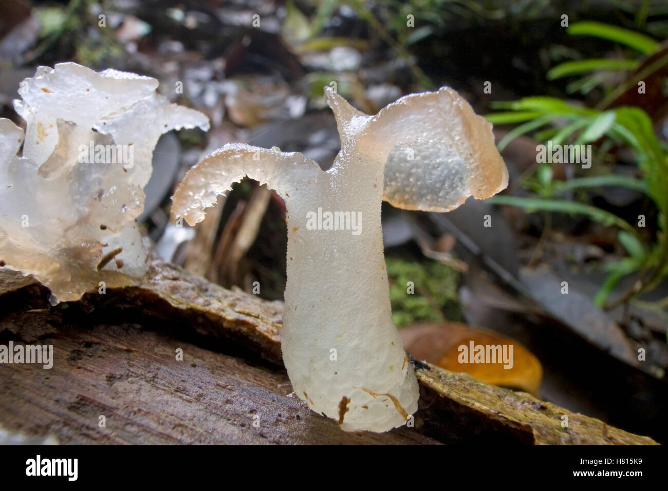 Translucent fungus in rainforest, Muller Range, Papua New Guinea Stock Photo