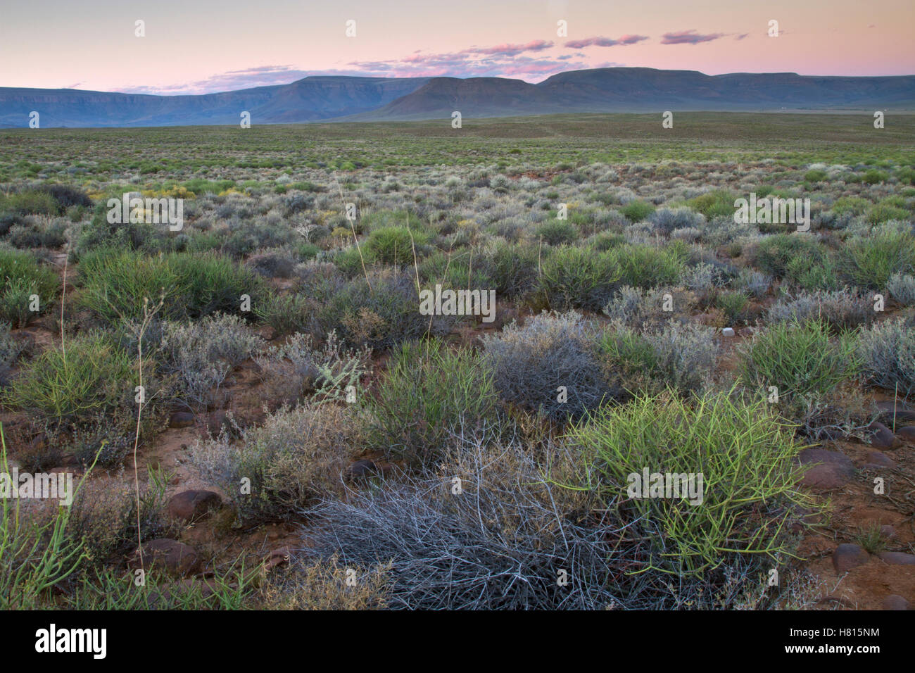 Shrubland vegetation of the karoo biome, Tankwa Karoo National Park