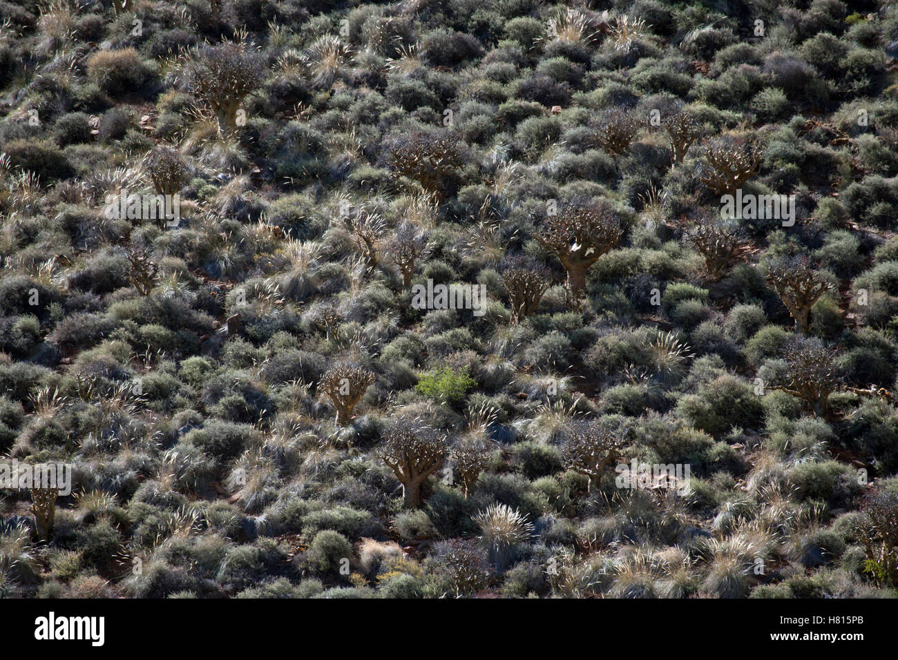 Shrubland vegetation of the karoo biome, Tankwa Karoo National Park