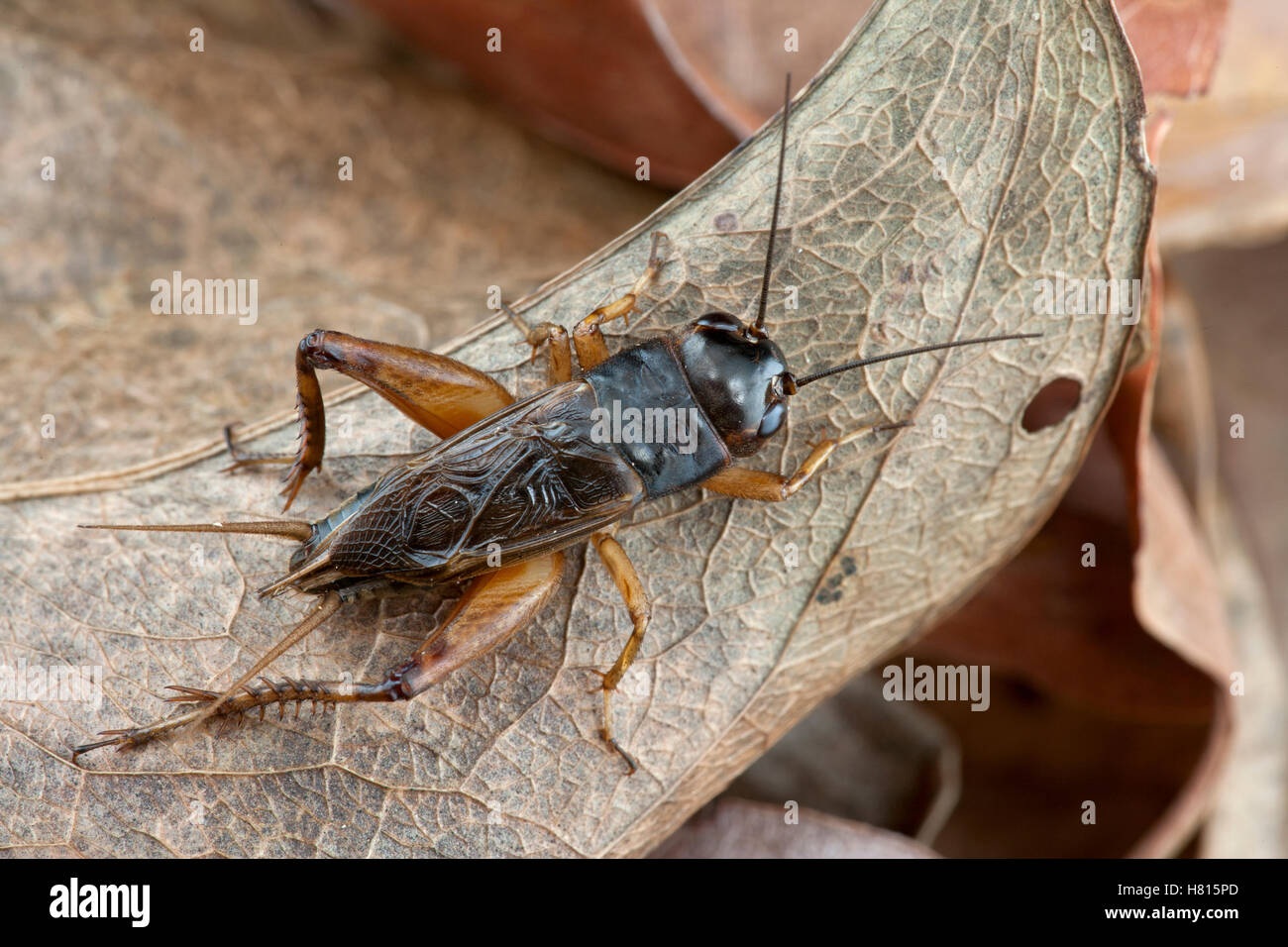 Jamaican Field Cricket (Gryllus assimilis) male, Saba, West Indies, Caribbean Stock Photo Alamy