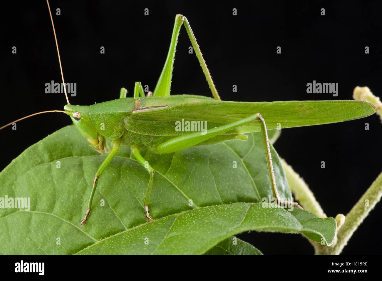 Broadtipped Conehead (Neoconocephalus triops), Saba, West Indies