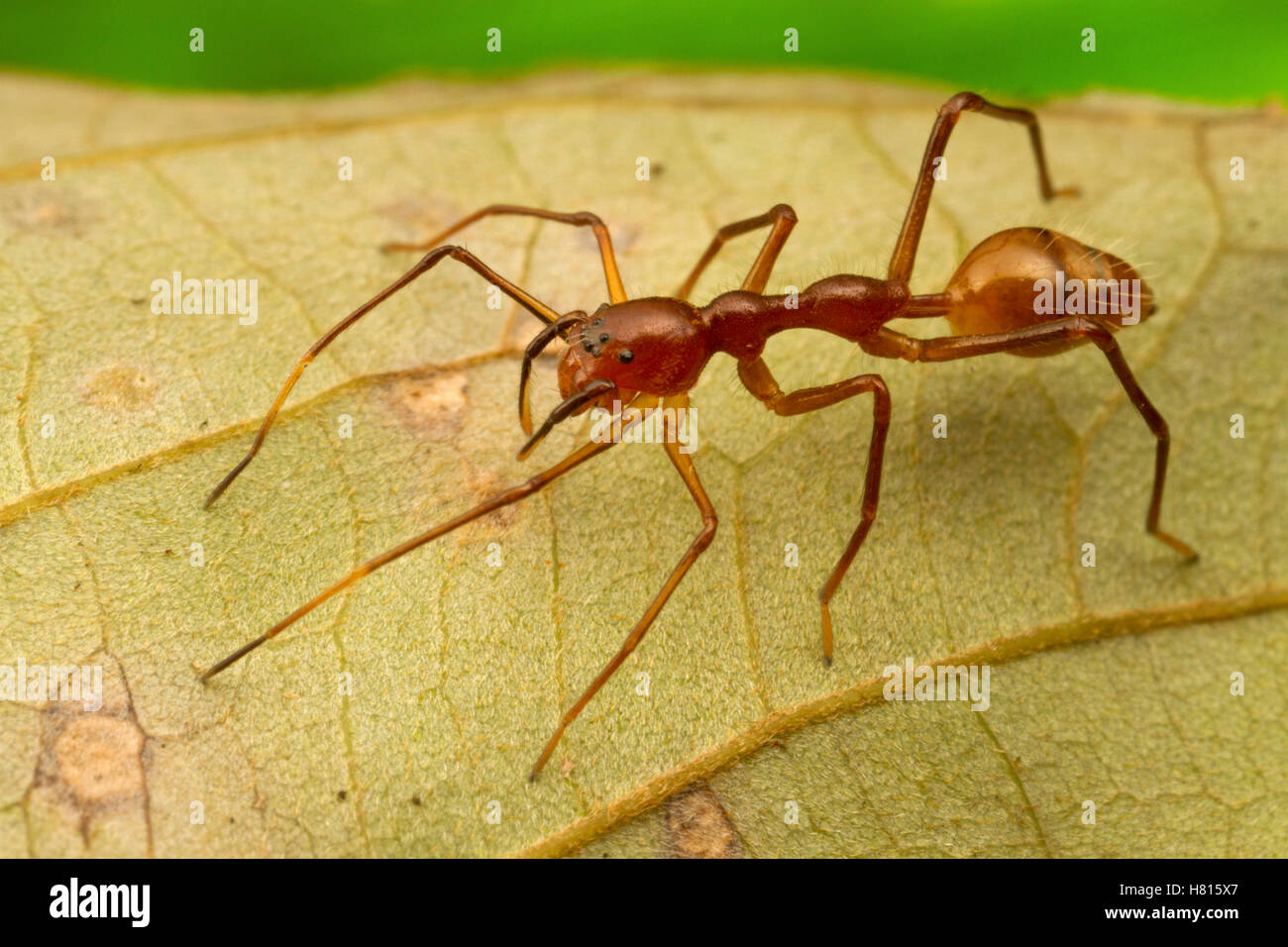 Jumping Spider (Salticidae), an ant mimic, Sipaliwini, Surinam Stock Photo