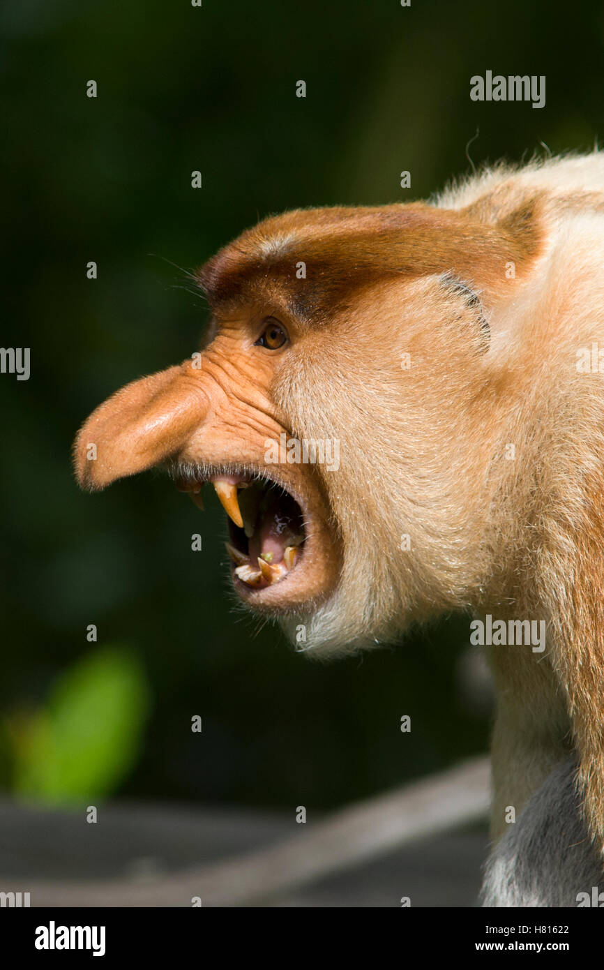 Proboscis Monkey (Nasalis larvatus) dominant male displaying, Sabah