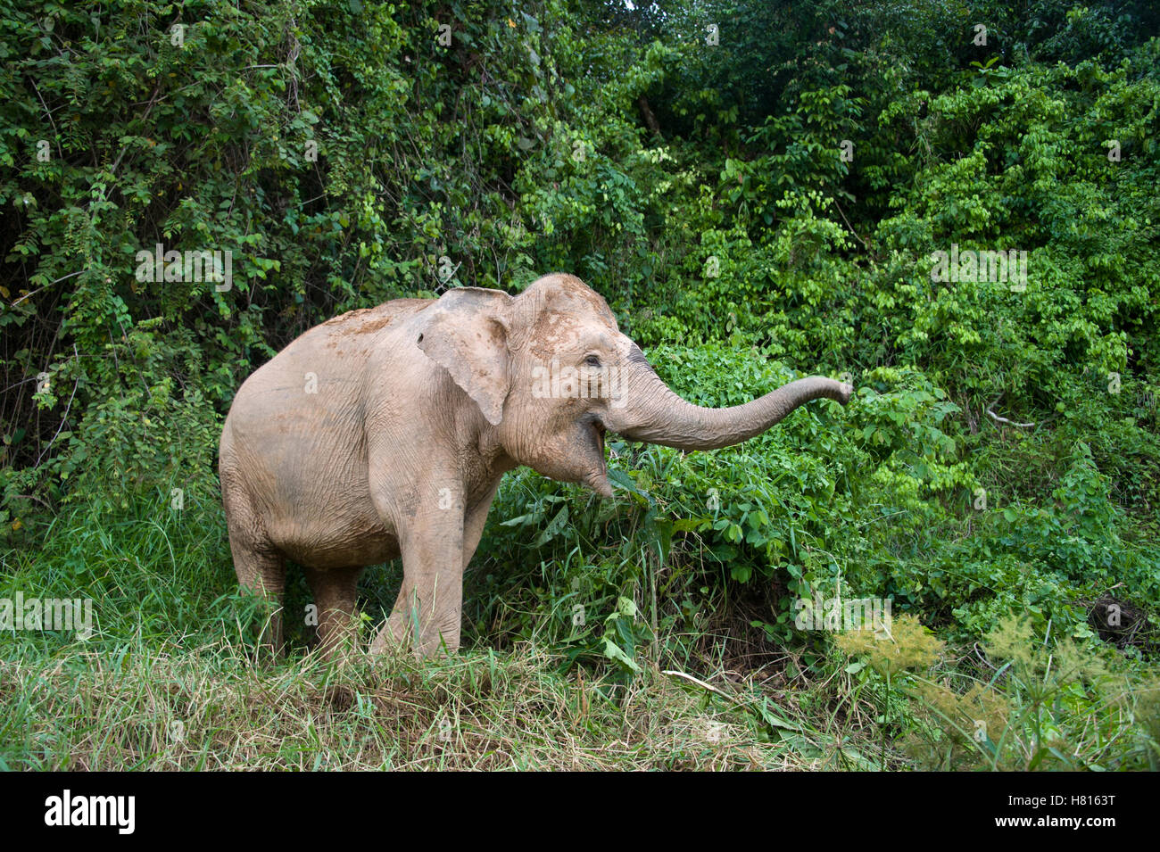 Borneo Pygmy Elephant (Elephas maximus borneensis) calling, Kinabatangan River, Malaysia Stock Photo