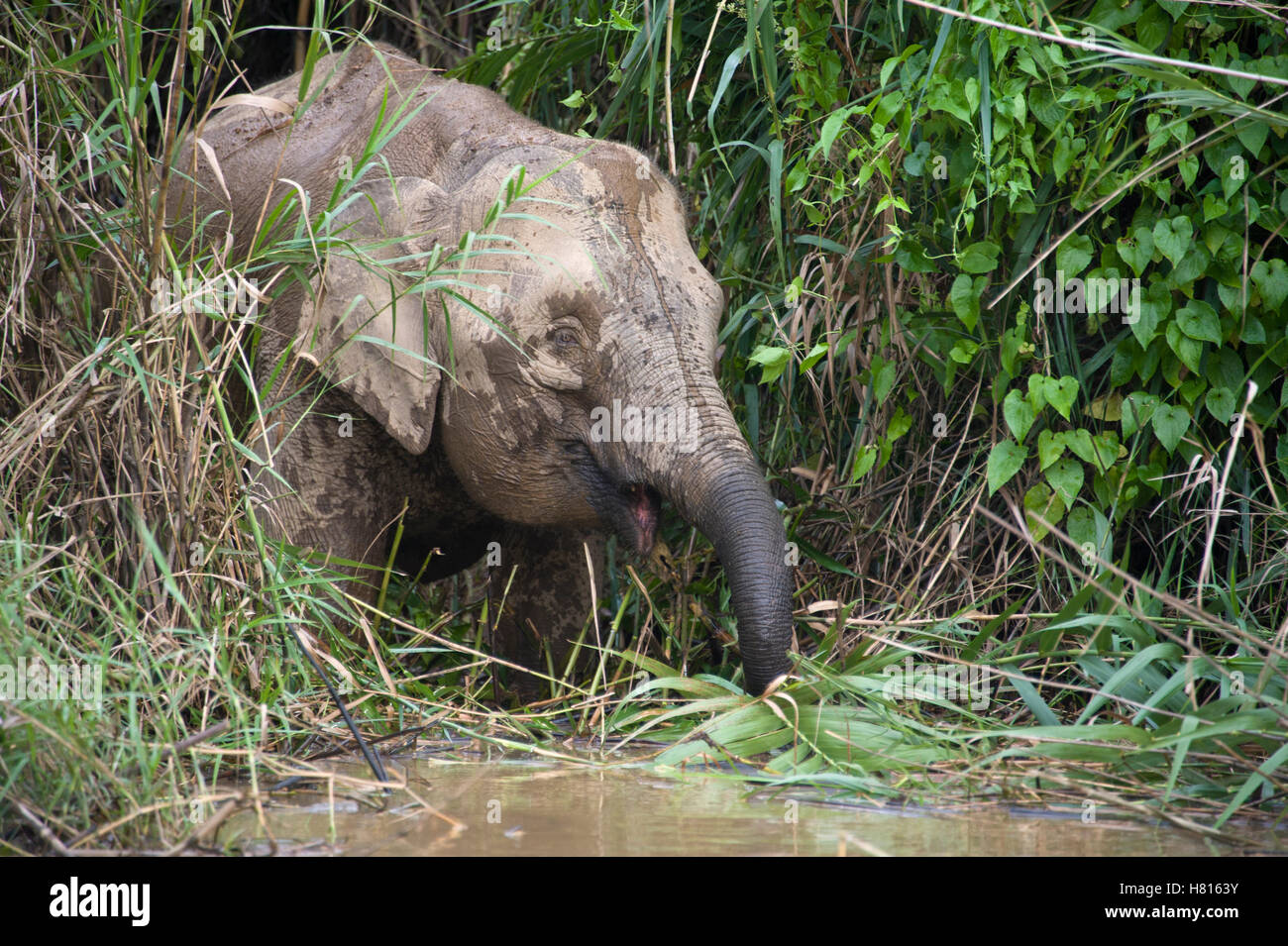 Borneo Pygmy Elephant (Elephas maximus borneensis) drinking, Kinabatangan River, Malaysia Stock Photo