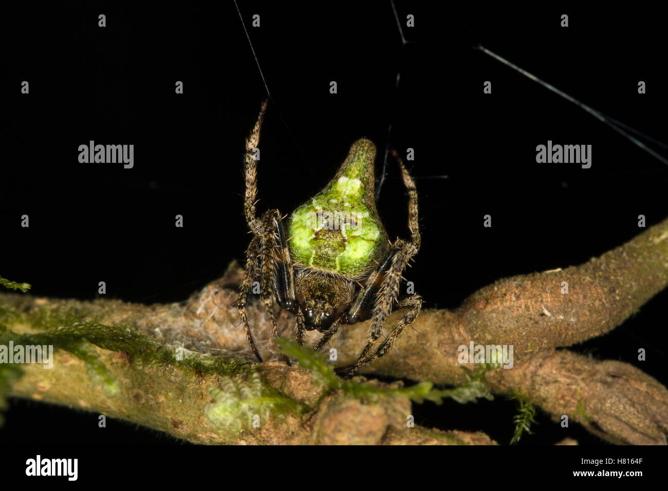 Money Spider (Linyphiidae), Danum Valley Conservation Area, Malaysia Stock Photo