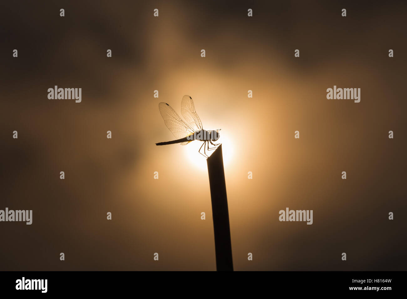 Silhouette dragonfly on stick in center position of blurry sun and cloud as background in low key tone. Stock Photo