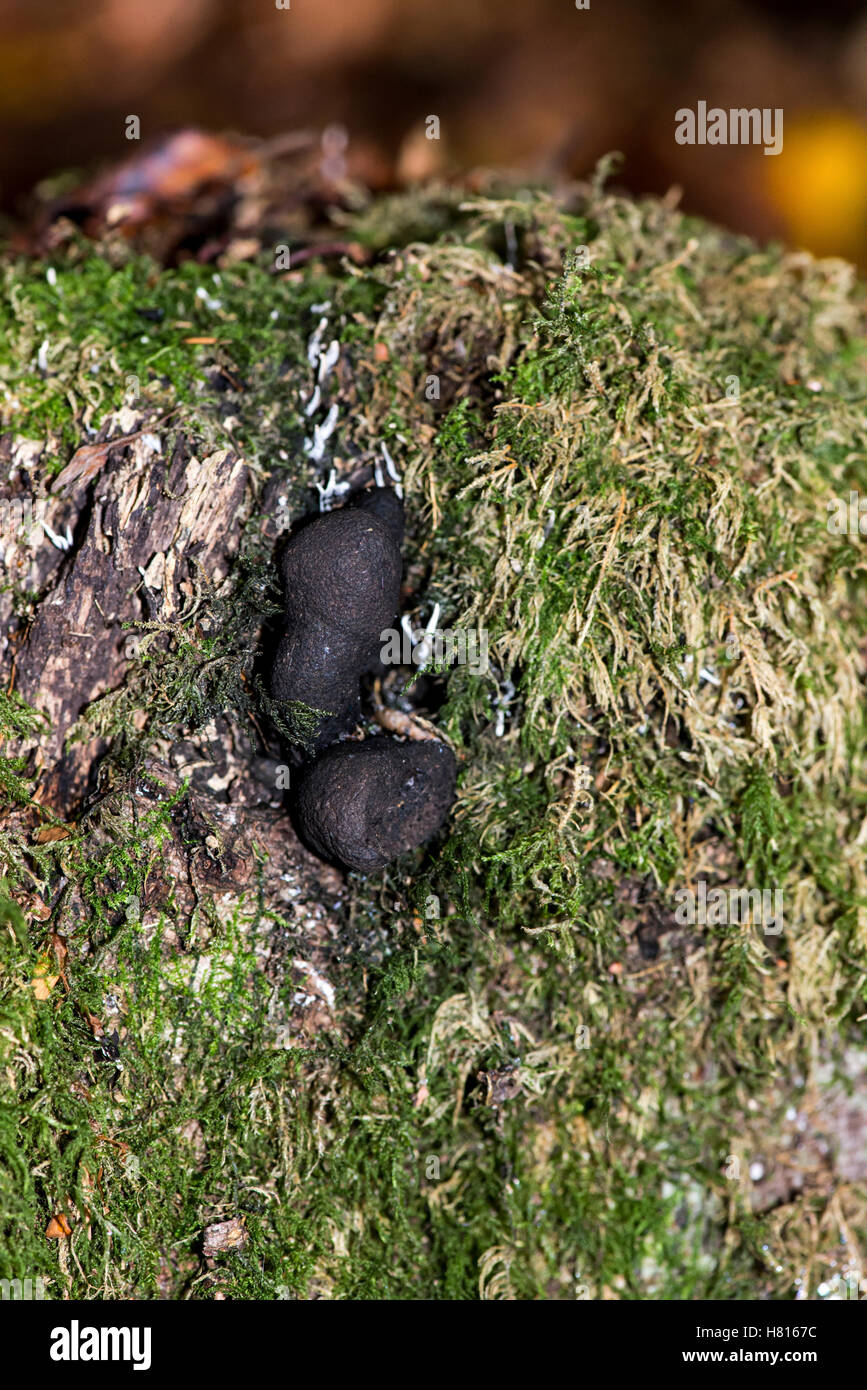 Dead man's fingers fungus (Xylaria polymorpha) growing in a decaying tree stump Stock Photo