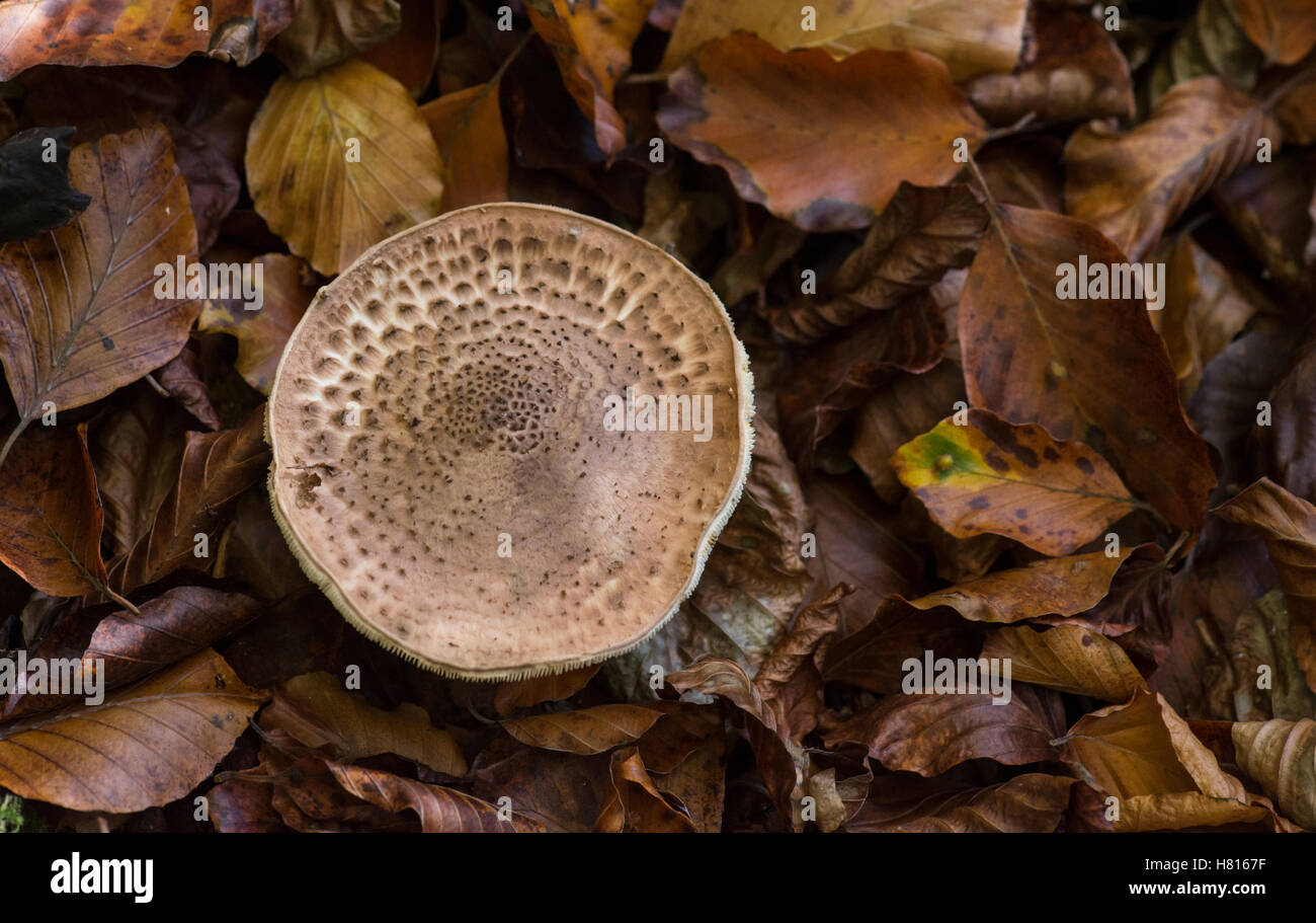 Freckled dapperling (Lepiota aspera) fungus growing in a beech wood in autumn, seen from above. Stock Photo