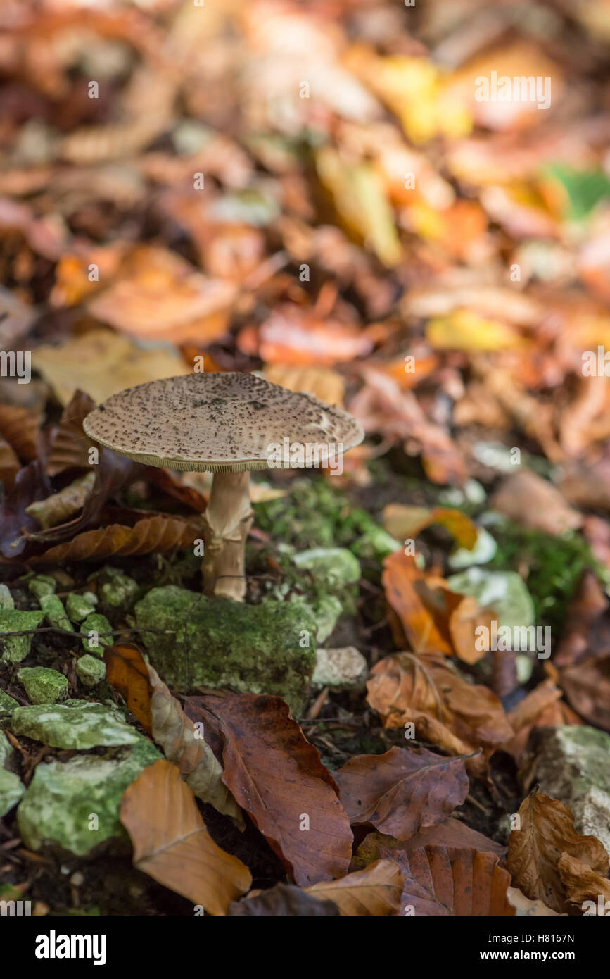 Freckled dapperling (Lepiota aspera) fungus growing in a beech wood in autumn Stock Photo