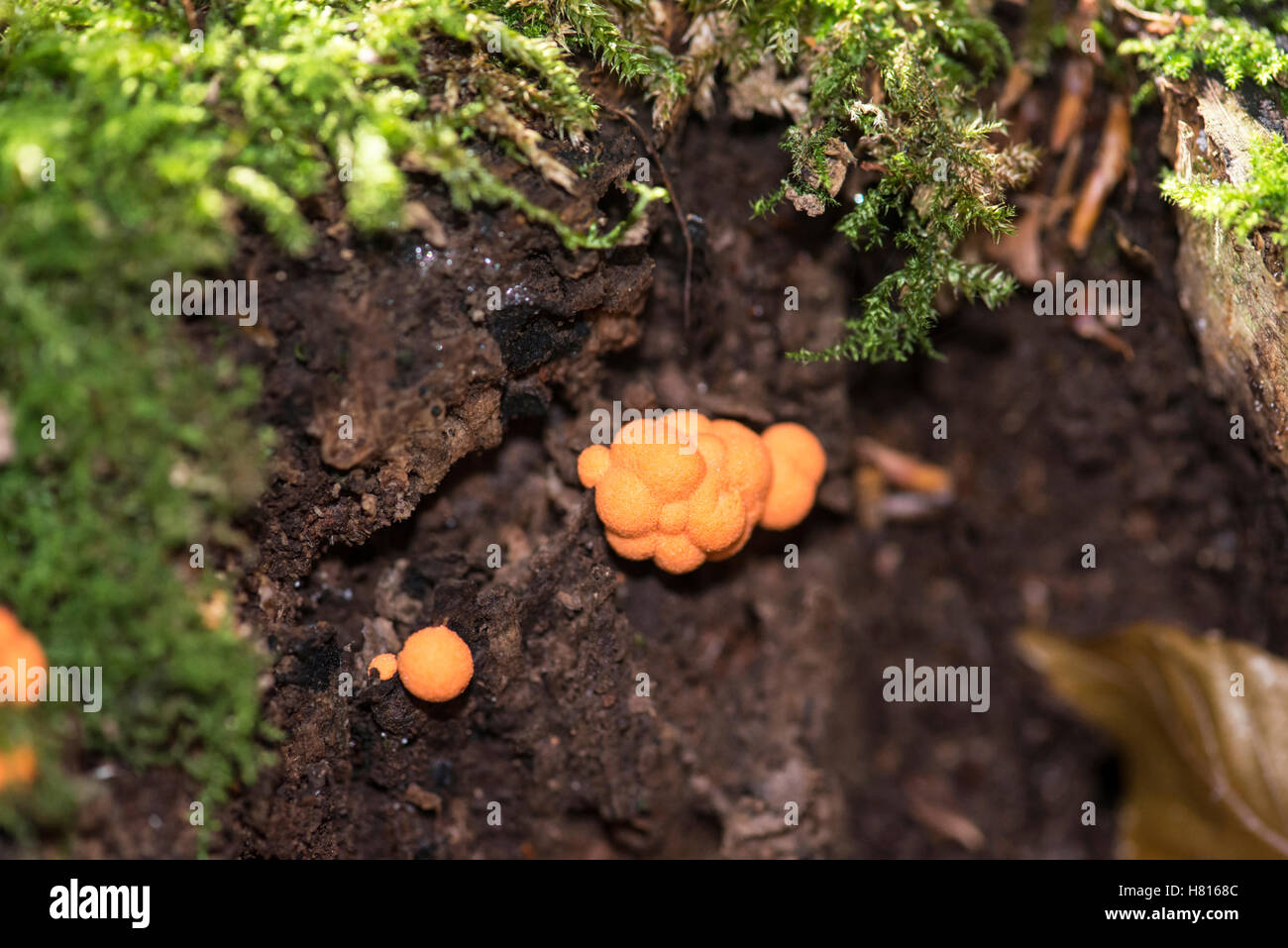 Wolf's-milk (Lycogala terrestre), a pink to orange slime mould common on decaying wood. Stock Photo