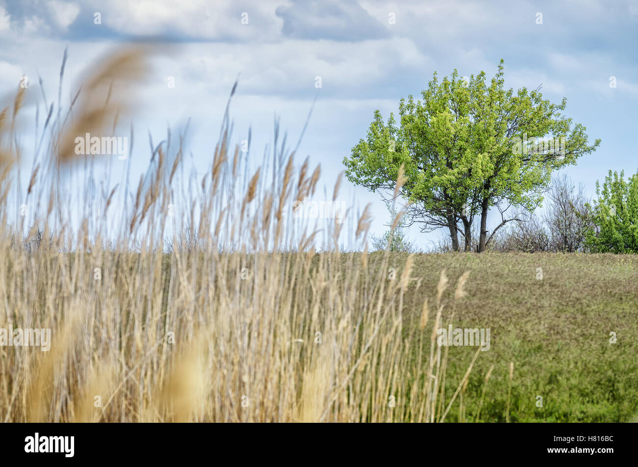 Alone tree with yellow grass and white clouds on sky Stock Photo - Alamy