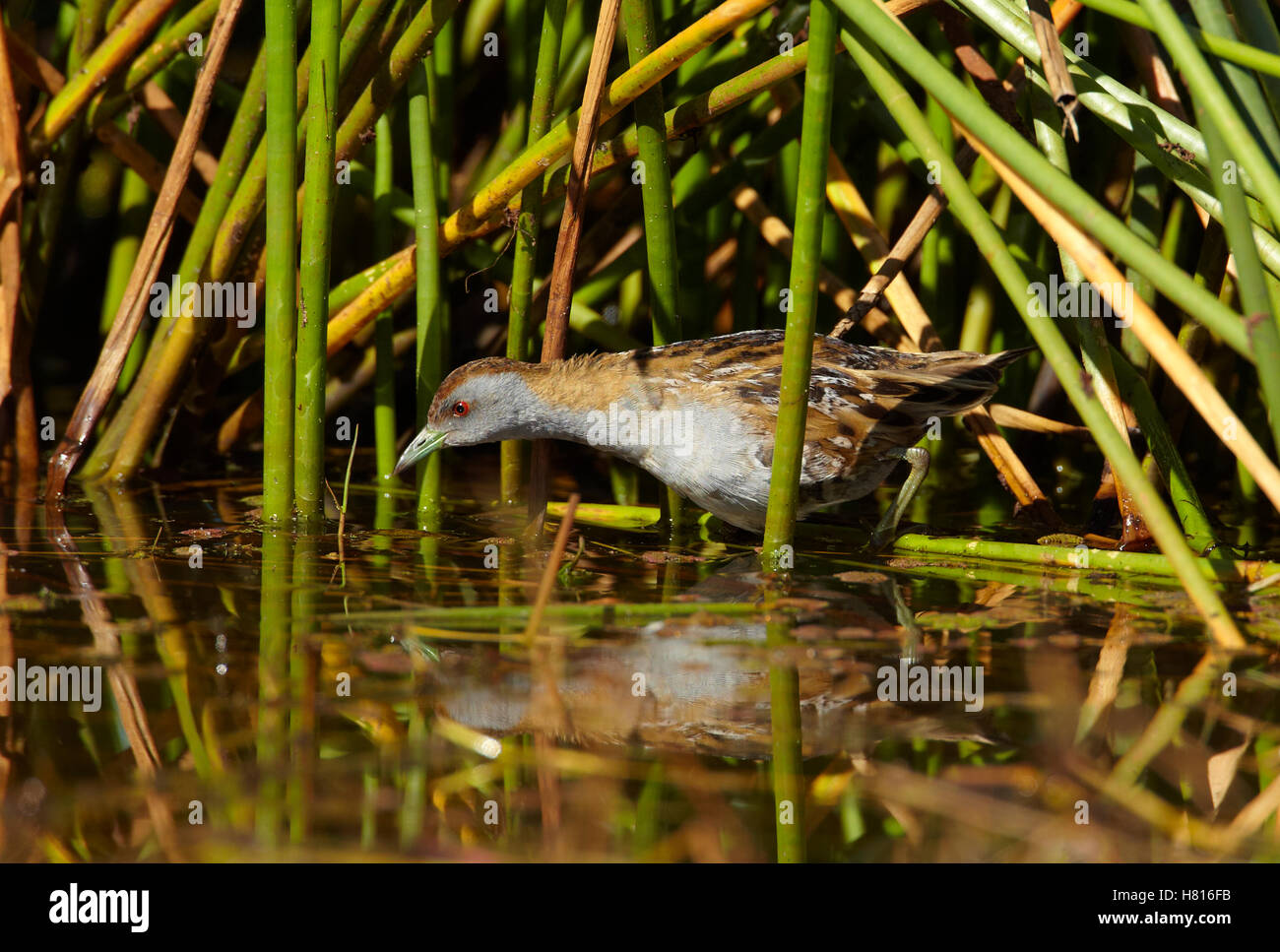 Baillon's Crake (Porzana pusilla) foraging in wetland, Pentland ...