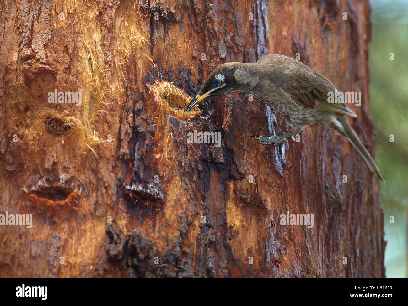 Bridled Honeyeater (Lichenostomus frenatus) feeding on Red Mahogany (Eucalyptus resinifera) sap from cut made by Greater Glider Stock Photo