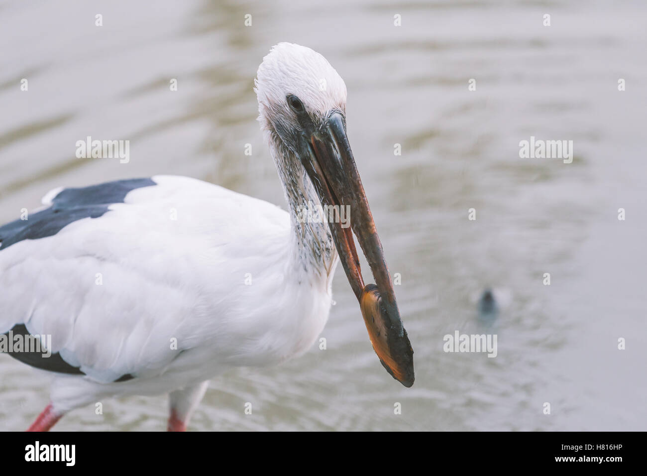 Close focus on head of white bird called Asian Openbill or Open billed stork. Bird catch shellfish from mud water. Stock Photo