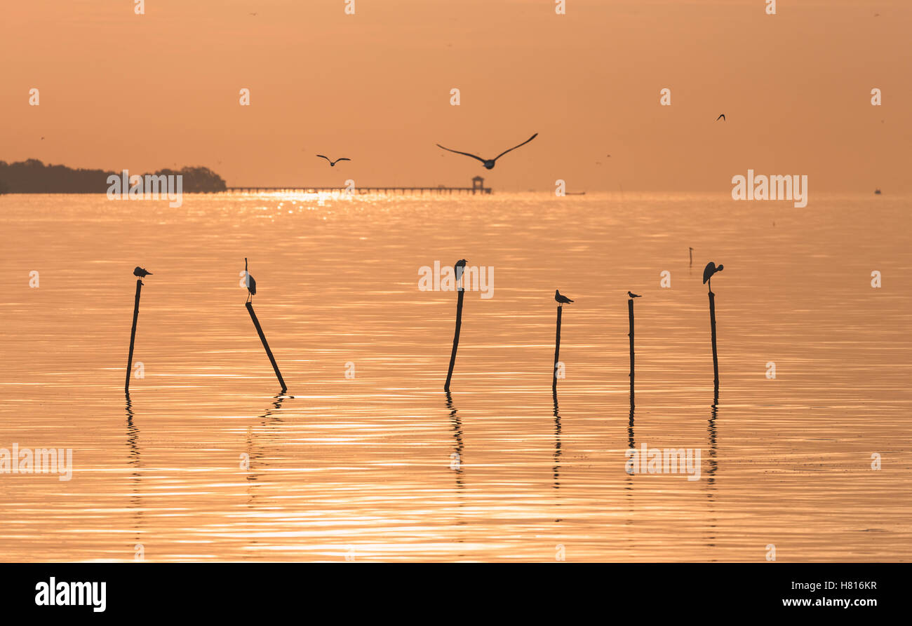 Seagulls and egrets flying in the air and standing on top of wood stick over water surface during sunrise in Bangpu, Samutprakar Stock Photo