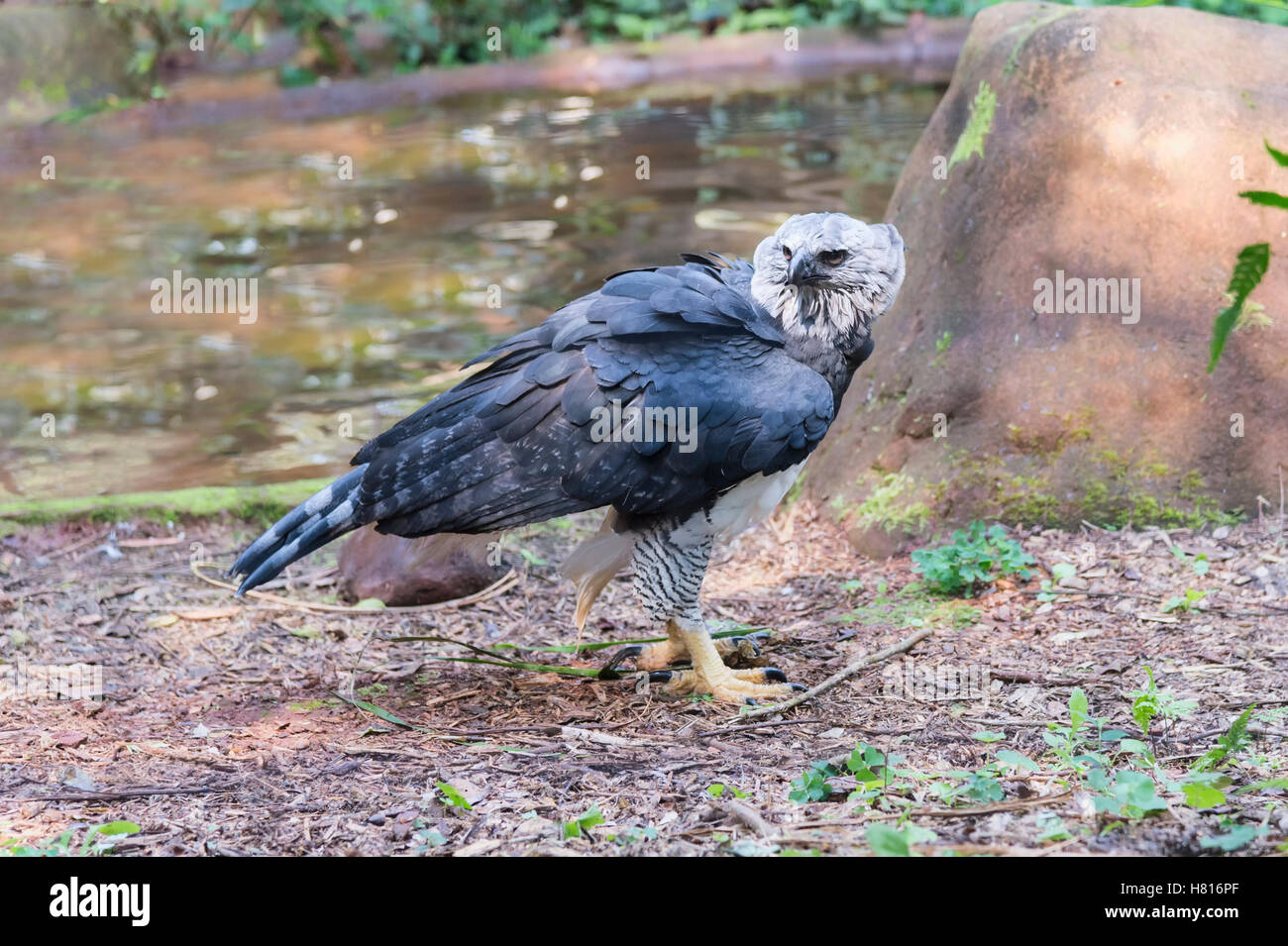 Harpy Eagle (Harpia harpyia) on the ground, Brazil Stock Photo
