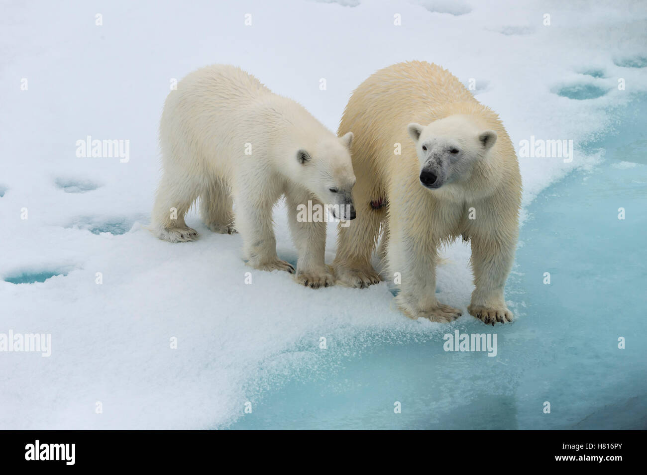 Mother polar bear (Ursus maritimus) with a cub on the edge of a melting ice floe, Spitsbergen Island, Svalbard archipelago Stock Photo